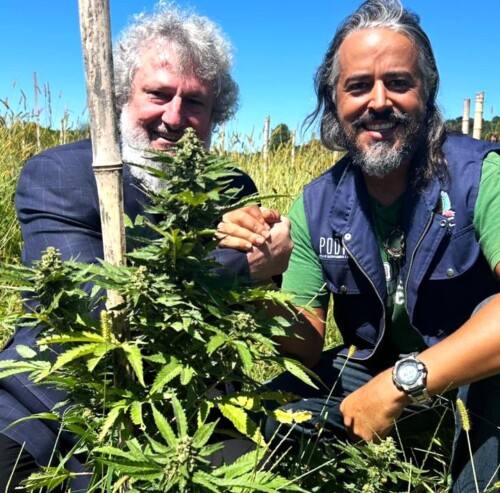 Padre Pedro promove no Oeste três debates sobre uso medicinal da cannabis