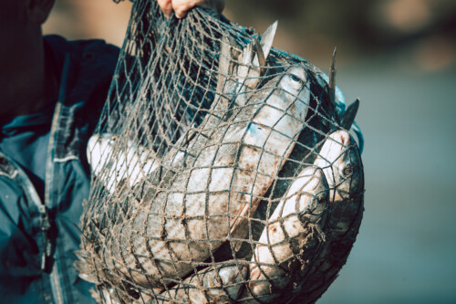 Deputados repercutem proibição da pesca da tainha em Santa Catarina