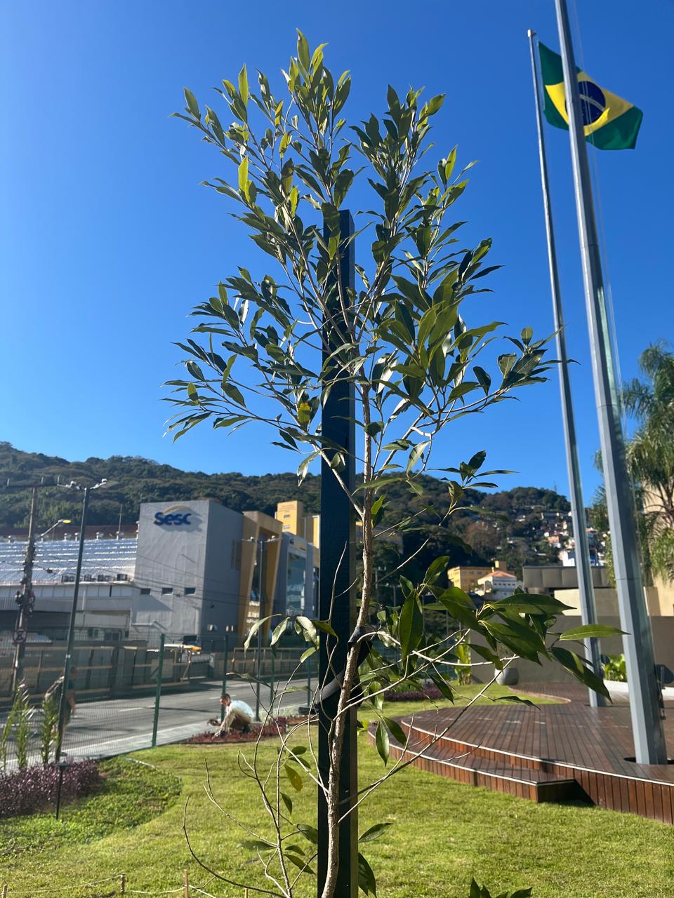 Muda de imbuia plantada na Assembleia Legislativa de Santa Catarina
