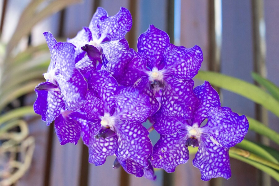 Jardim da Cidadania