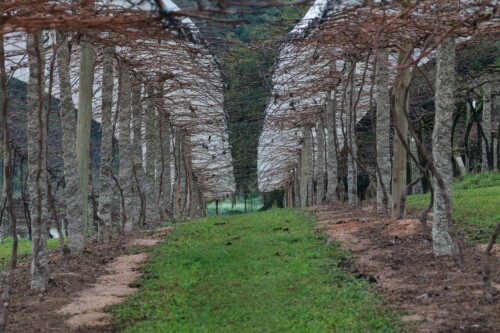 Identidade Geográfica Urussanga – Uva-Goethe