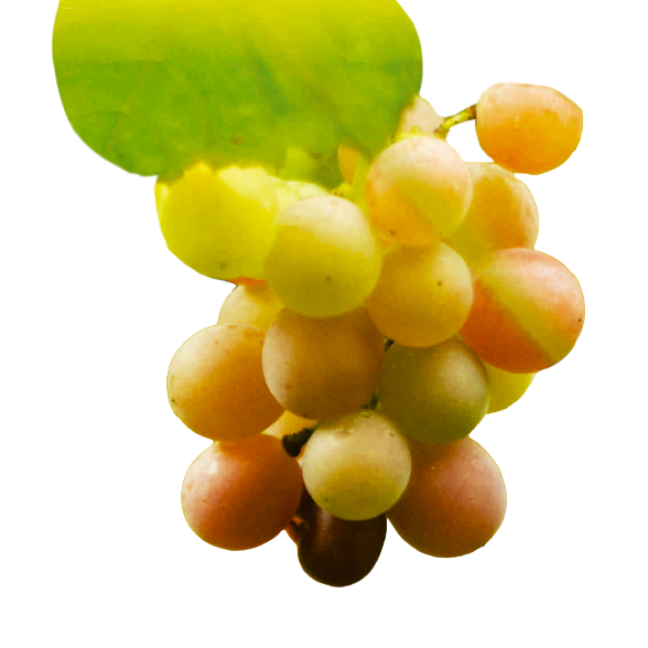Cacho de uva