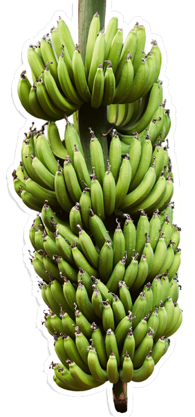 Banana de Corupá