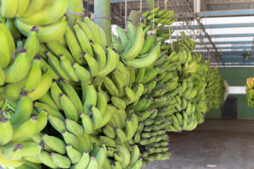 Identidade Geográfica Corupá – Banana